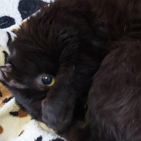 Марина Аскеровна